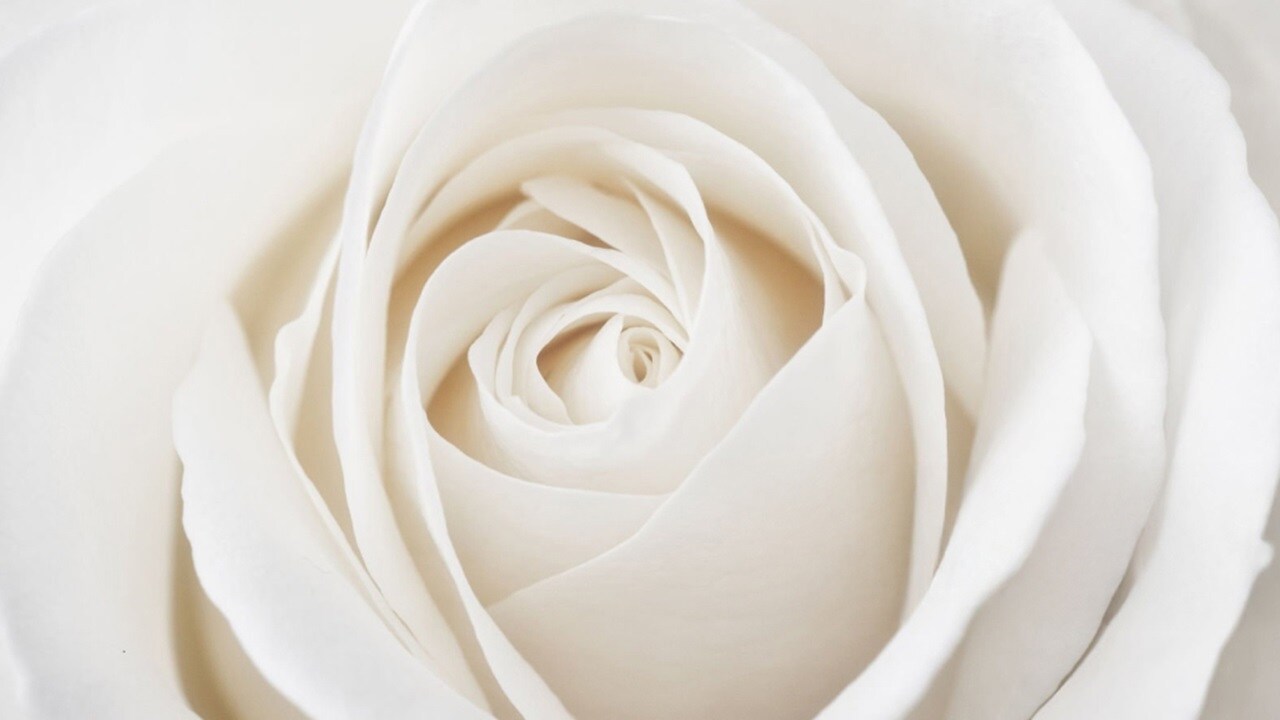 White rose.