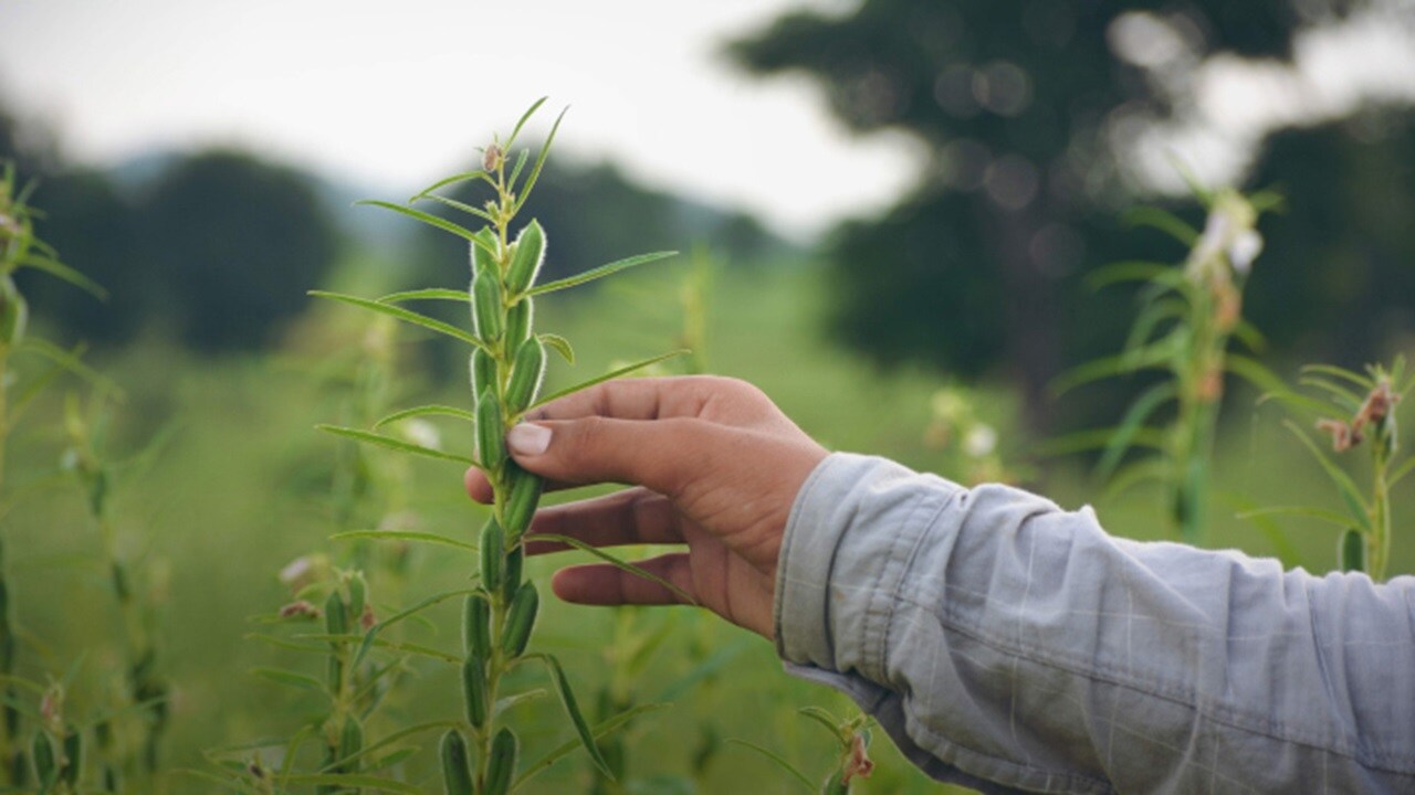 A person inspecting a green plant in a lush field.