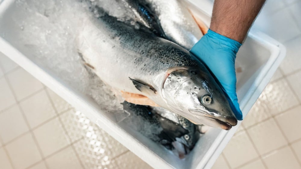  A person holding a fish in a clear container, showcasing the fish's vibrant colors and details.