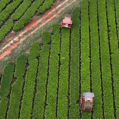 Sasini PLC have fully mechanised their tea plucking at their tea farm in Kenya.