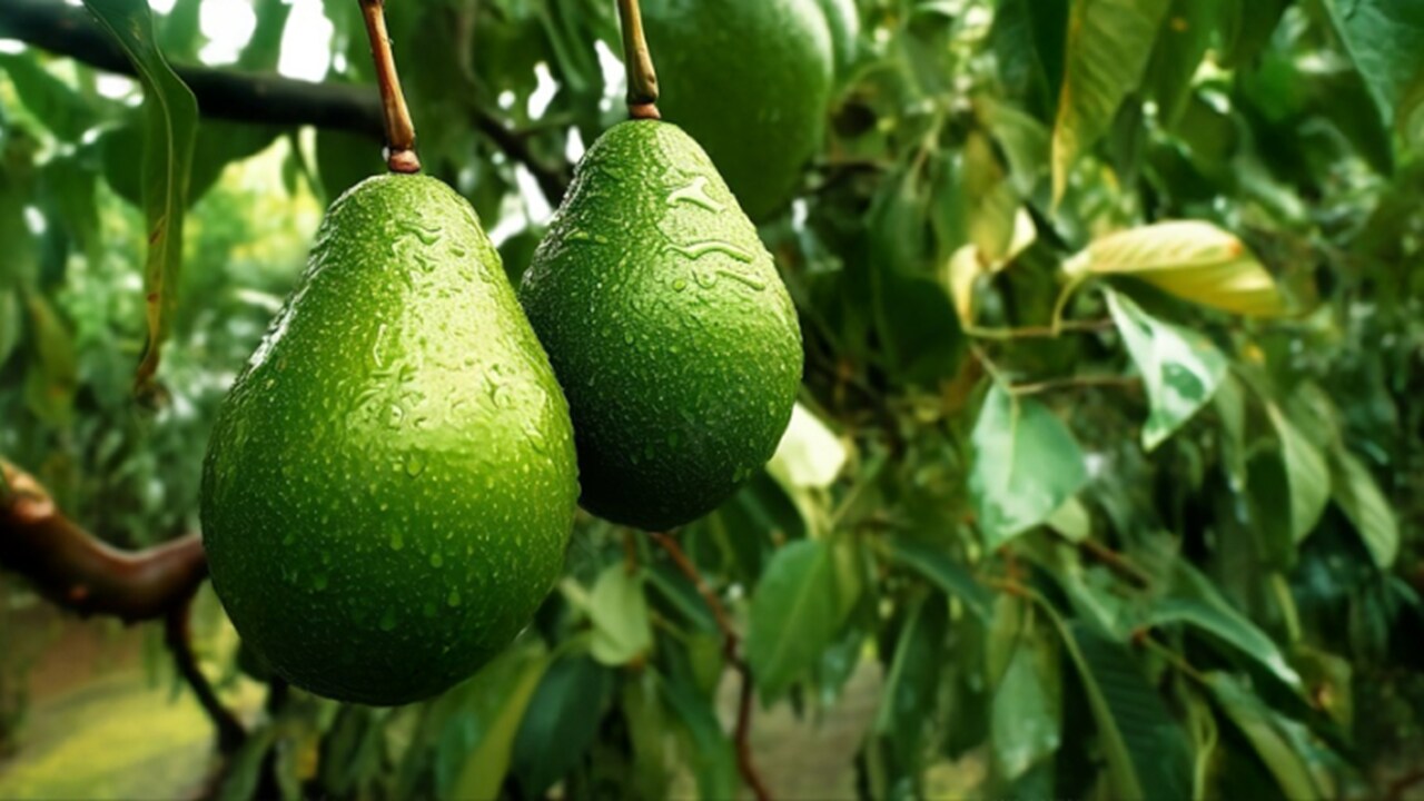 fruits and vegetables