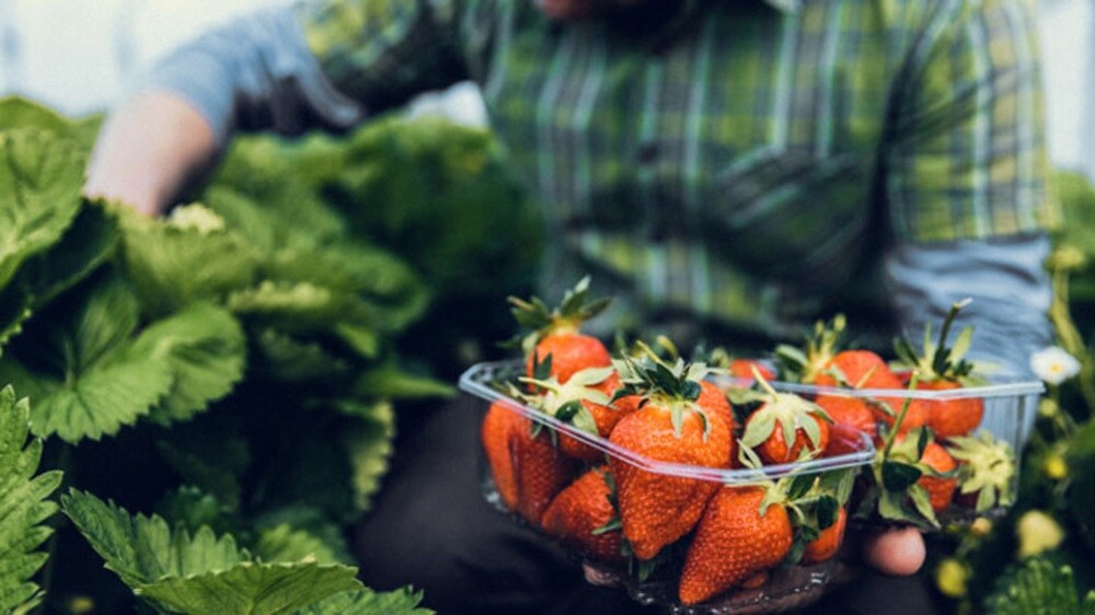 Close-up of a hand holding strawberries in a farm.