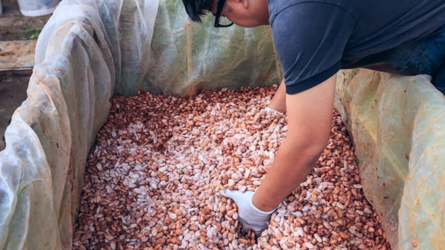 Worker mixing freshly harvested cacao beans in a fermentation container using gloved hands.