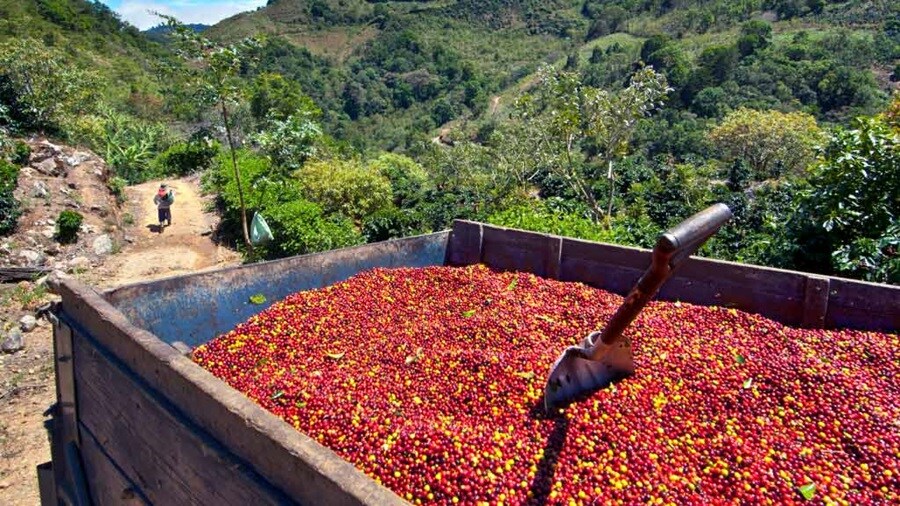 El viaje del grano de café