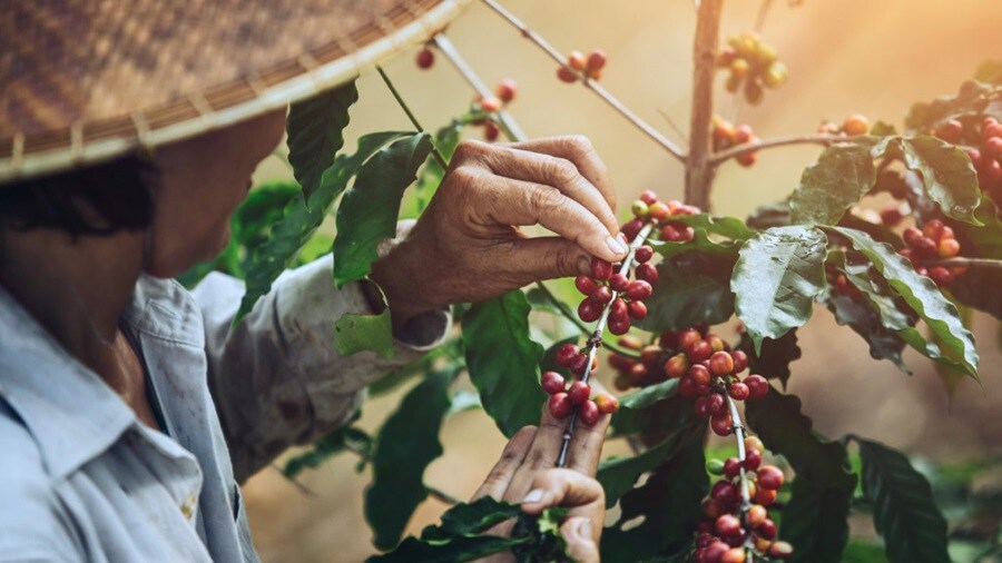 El ritual de la mañana funciona gracias a la logística