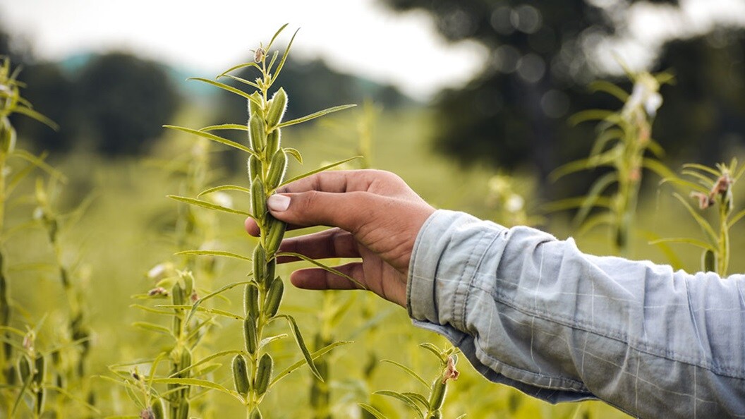 Wheat in field
