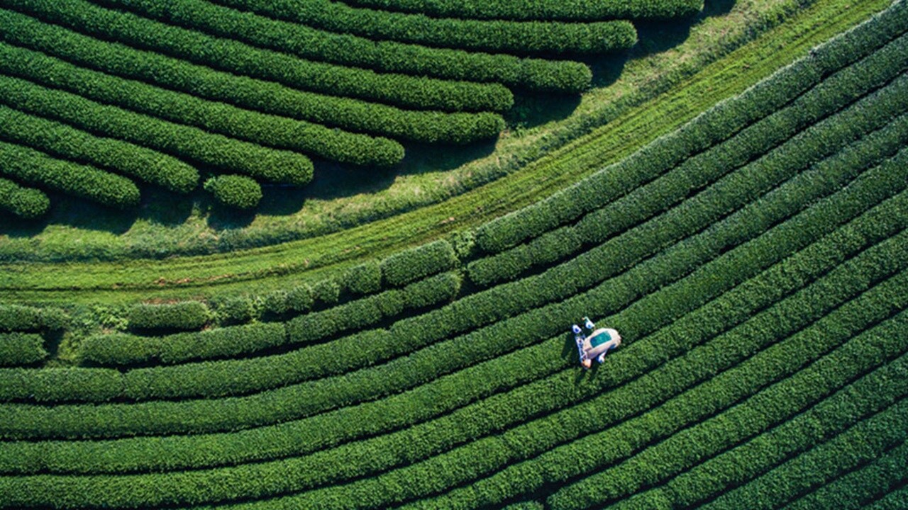 Aerial view of the green fields of a tea plantation 