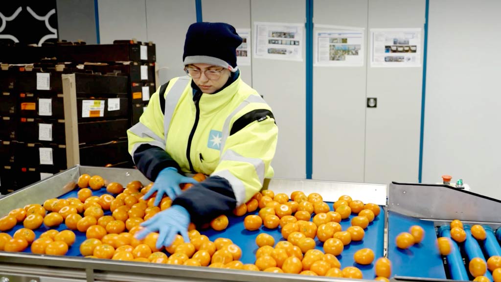An employee carefully sorts oranges on a conveyor belt, maintaining efficiency in a fruit processing operation.
