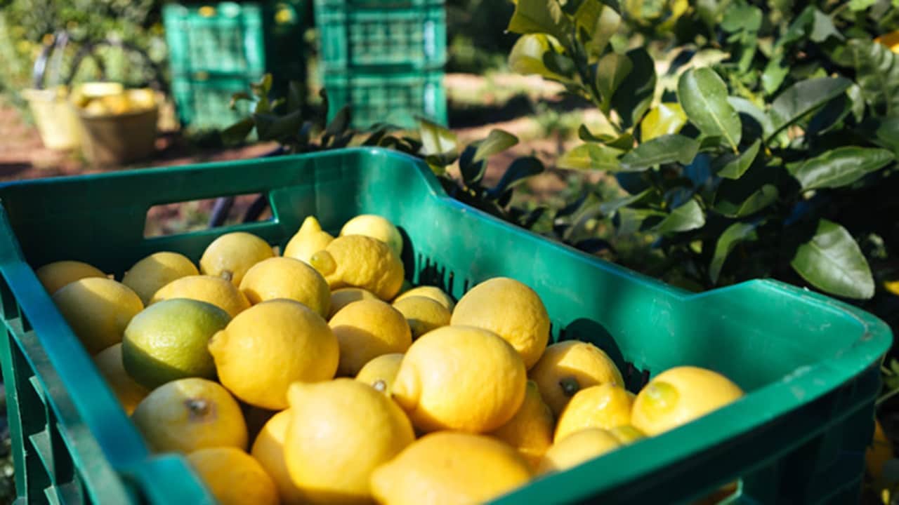 Maersk 4PL partnership with San Miguel – Close-up of citrus fruit baskets in a farm.