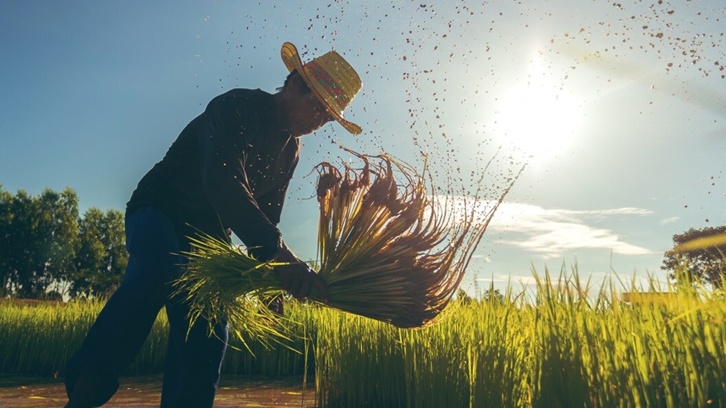 A man working in agricultural field