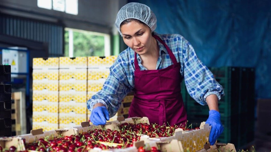 A female processing cherries in a factory