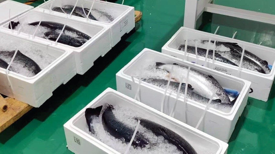 Fresh salmon packed in ice-filled styrofoam boxes.