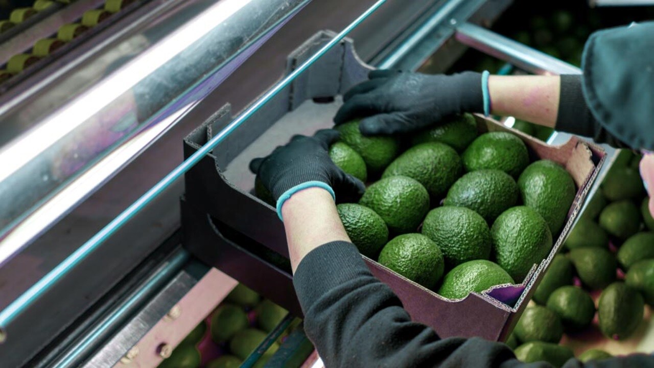 A person wearing a black shirt and gloves is carefully picking up ripe green avocados from a surface.