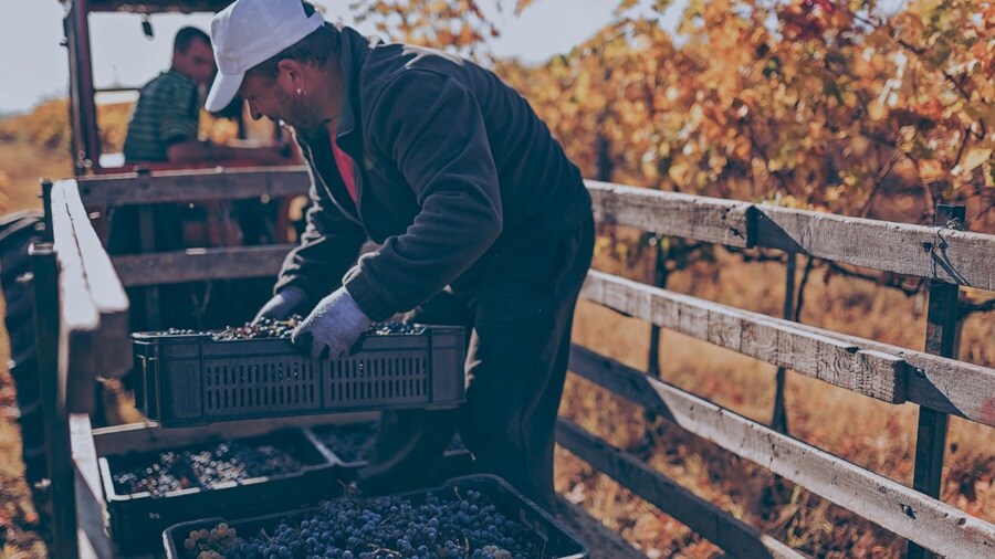 Man loading containers full of grapes