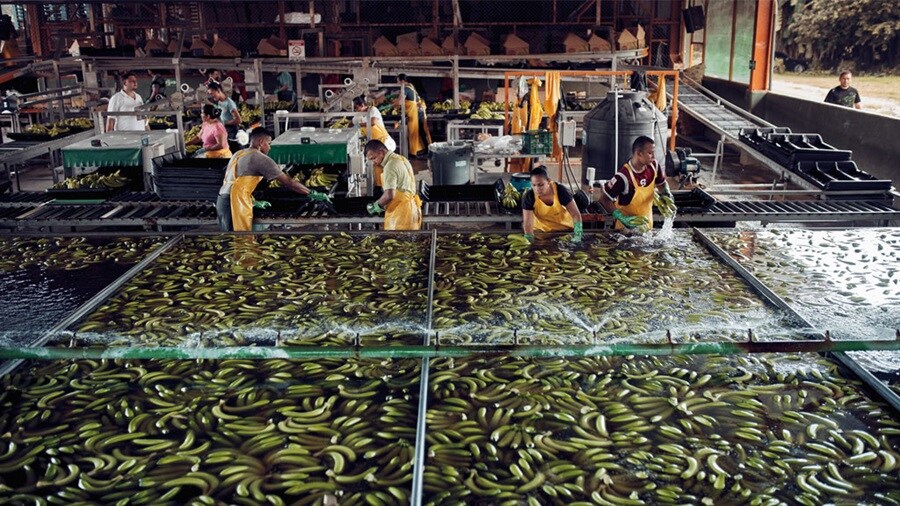 Limpieza de plátano fresco