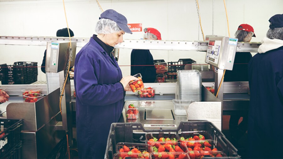 Female packing strawberries