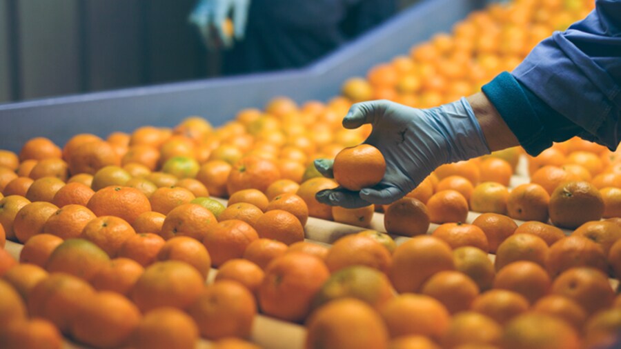 Hand in a bunch of oranges