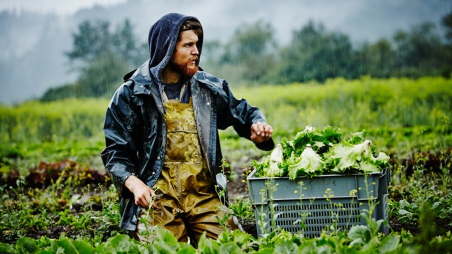 Male holding cabbage harvest