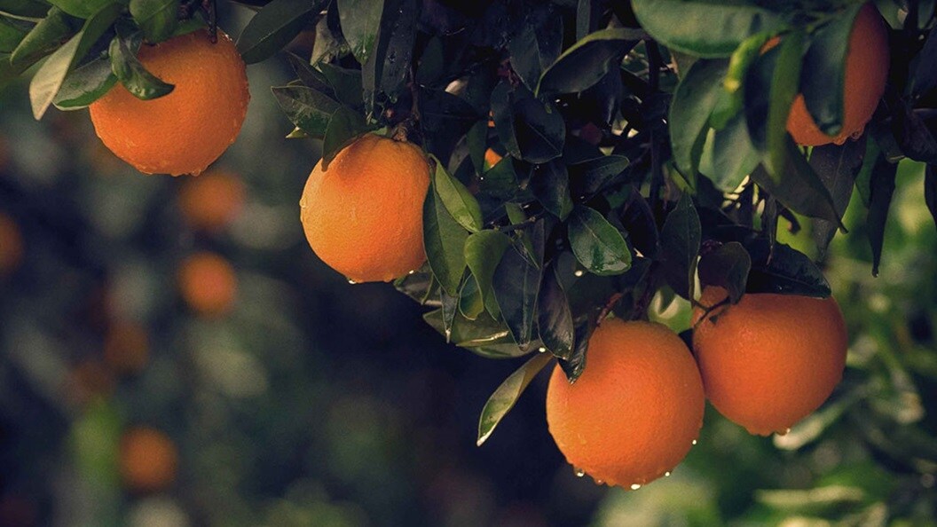 fresh oranges