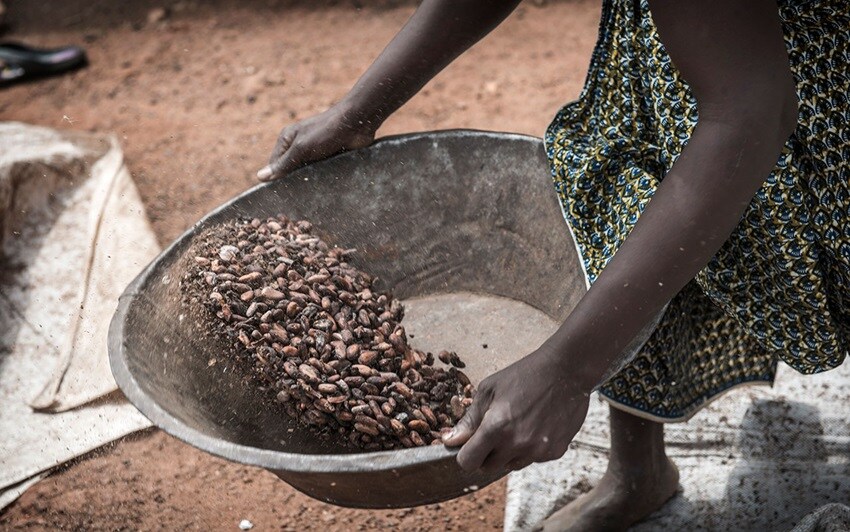 Cocoa farming