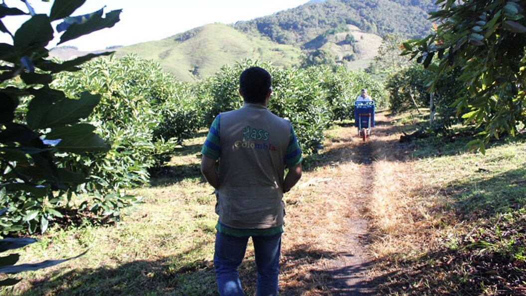 Hass Colombia and Maersk