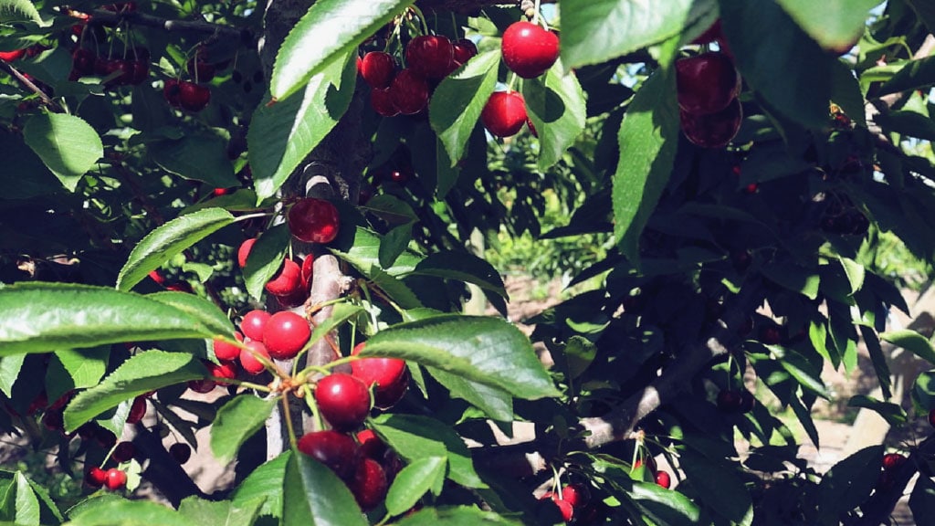 Ofreciendo las mejores cerezas de Chile