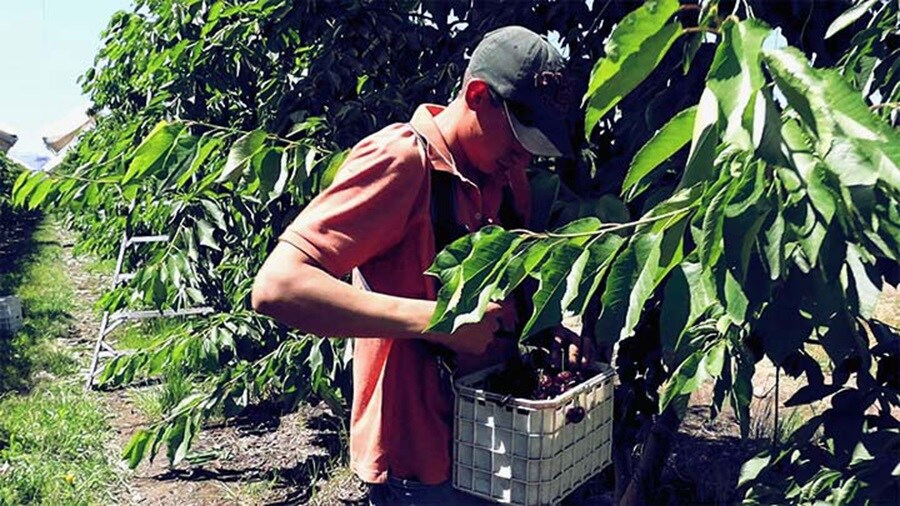 Delivering the best of cherries from Chile Maersk