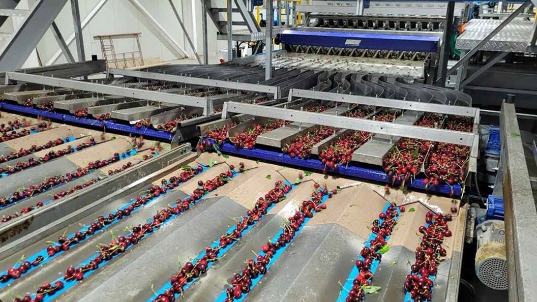 Process of cleaning cherries using a machine.