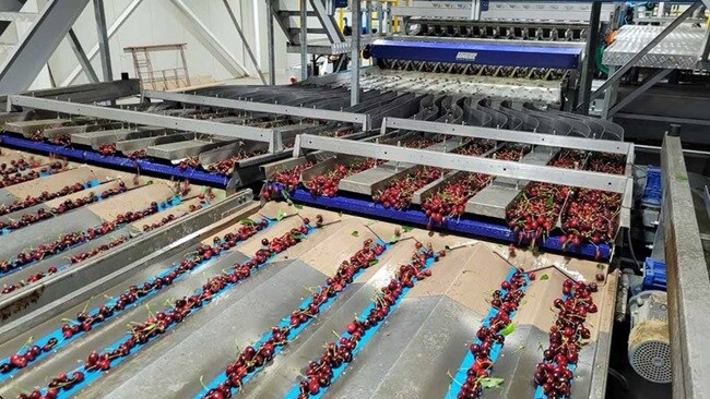Process of cleaning cherries using a machine.