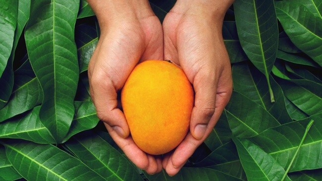 A set of hands holding a mango with green leaves in the background