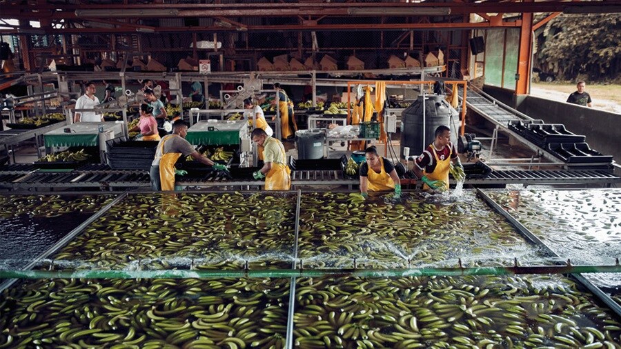 Personas limpiando bananas