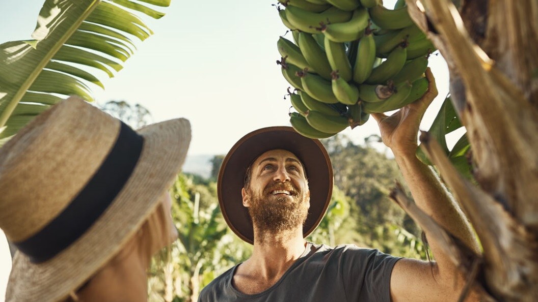 Good banana tree life