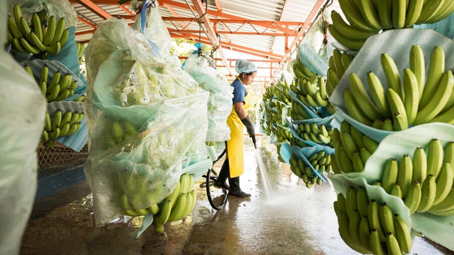 Mujer limpiando suelo de plátano