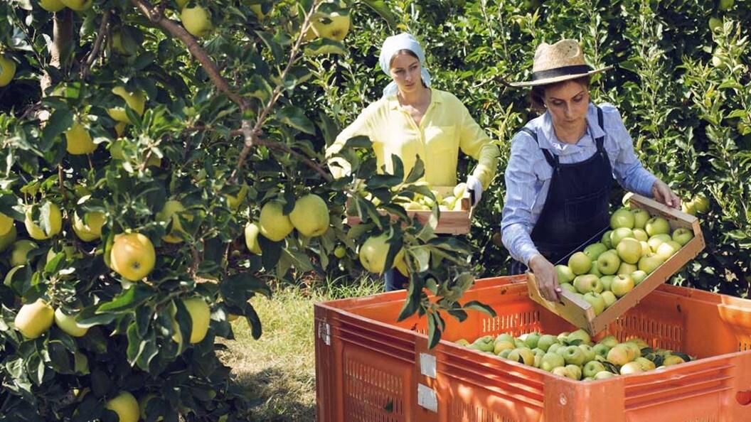Male and a female harvesting apples