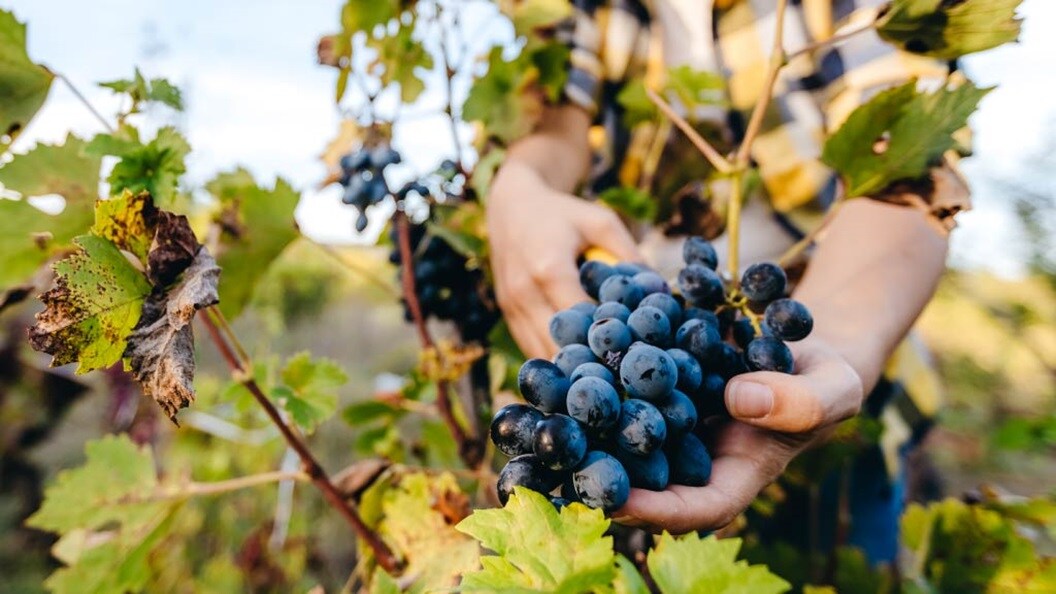 Farmer harvesting ripe grapes from vineyard vines.