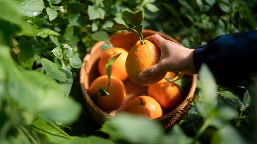 A person reaching into a basket to pick fresh oranges, surrounded by a sunny outdoor setting.