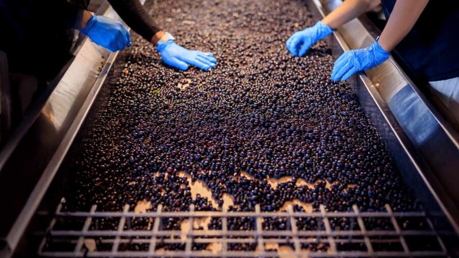 Two individuals wearing blue gloves are sorting through a pile of grapes.