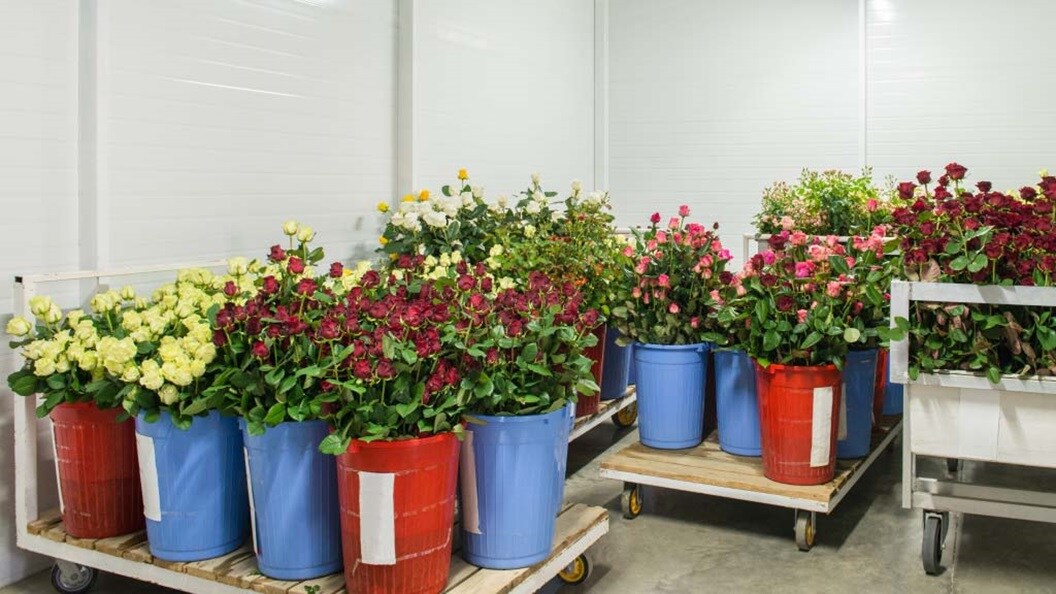 A room filled with various types of flowers arranged in buckets, showcasing a vibrant and colorful floral display.