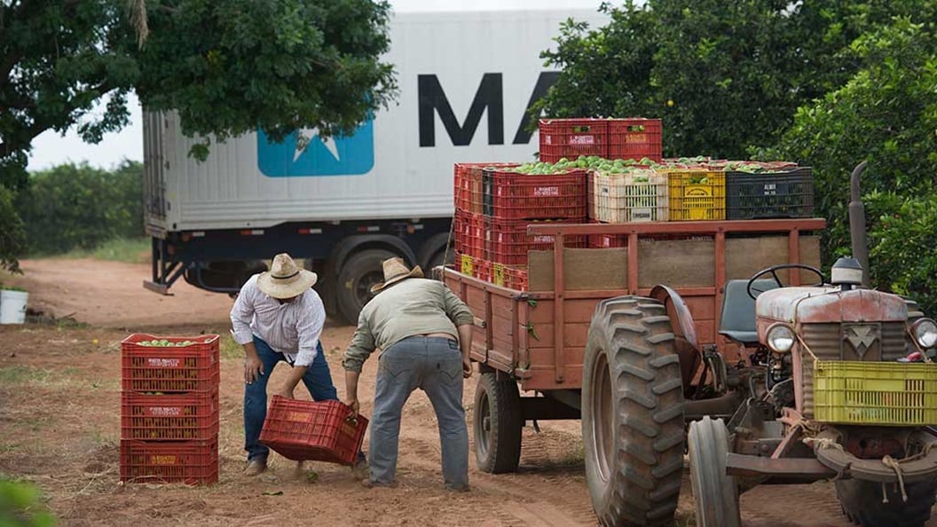 Two men loading fruit cartons