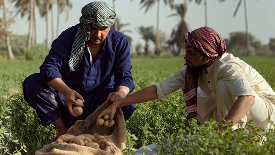 Pakistan export vegetables
