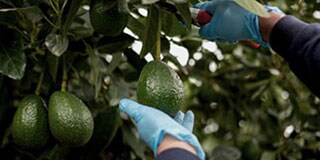 avocado picking