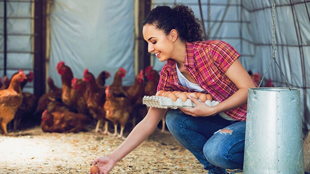 Protein and dairy products – A happy woman picking an egg from a carton with chickens in the background.