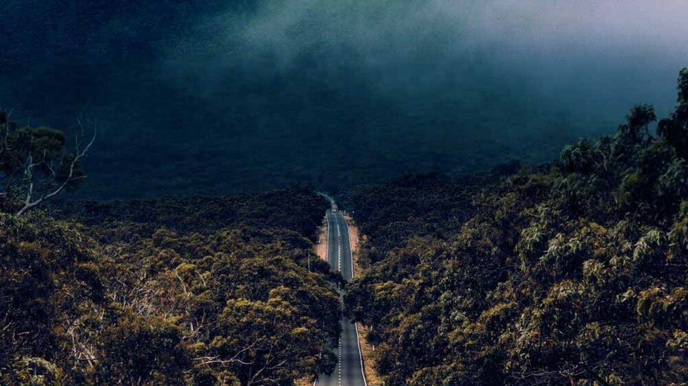 Forêt sereine avec une route sinueuse à travers une verdure dense.